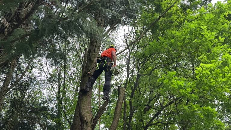 Best Tree Preservation Services  in Delavan, WI